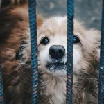 【無力感が悲しい】「毎日60匹が殺されている…なぜ日本では「犬猫の殺処分」が一向になくならないのか」の記事についてまとめ