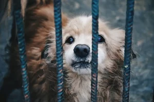 【無力感が悲しい】「毎日60匹が殺されている…なぜ日本では「犬猫の殺処分」が一向になくならないのか」の記事についてまとめ