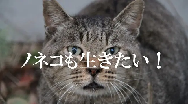 【ノネコも生きたい!】人間の傲慢さの極地…世界遺産・奄美大島の「猫3000匹殺処分計画」はなぜ止まらないのか