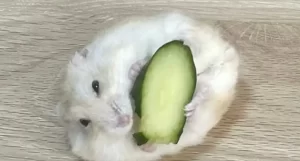 【かわいいー】「海外勢から寿司と話題になったハム」が完全に寿司　きゅうりを抱えて転がる姿に「カッパ巻きやね」と反響・・のまとめ