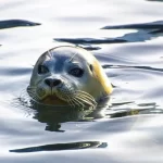 【アザラシさんに感謝!】極寒の海に、1頭のアザラシに励まされ続け、無事生還転落した男性