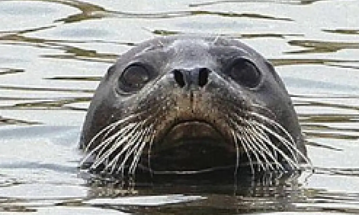 【事実かデマか】「竹島のアシカは日本の乱獲で絶滅」韓国の研究チームが初めて科学的立証に成功―韓国メディア