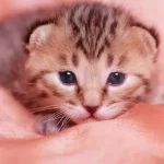 「殺処分を依頼して、笑顔で帰る飼い主がいる。」高齢・病気の犬猫保護団体「フィリックス・アニマ」が支える命の現場