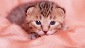 「殺処分を依頼して、笑顔で帰る飼い主がいる。」高齢・病気の犬猫保護団体「フィリックス・アニマ」が支える命の現場