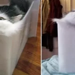 『なぜ「猫は液体」になれる？』についてTwitterの反応