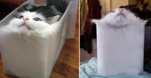 『なぜ「猫は液体」になれる？』についてTwitterの反応