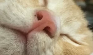 【猫ちゃんのω】「高い癒やし効果があります」　「幸せがつまってる」と共感の声