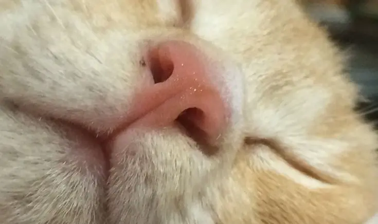【猫ちゃんのω】「高い癒やし効果があります」 「幸せがつまってる」と共感の声