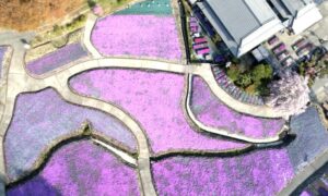 【1億輪 シバザクラ】斜面彩る シバザクラ見頃についてまとめてみました!