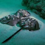 【生きた化石】コロナワクチン製造でカブトガニが絶滅の危機。その理由は「青い血」にあった!