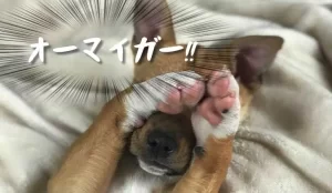 【Twitterの謎判断】『「とうめし」のイラストがなぜかセンシティブ判定』について