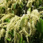 【岐阜市の木】『金華山に黄金の花 ツブラジイ満開』についてまとめてみた