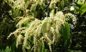 【岐阜市の木】『金華山に黄金の花 ツブラジイ満開』についてまとめてみた