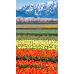 【富山の田んぼ】3万本のチューリップ&立山連峰との絶景コントラストが話題についてまとめてみた!