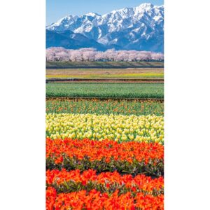 【富山の田んぼ】3万本のチューリップ＆立山連峰との絶景コントラストが話題についてまとめてみた！