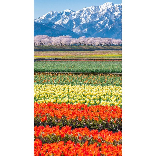 【富山の田んぼ】3万本のチューリップ&立山連峰との絶景コントラストが話題についてまとめてみた!