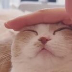 【美人猫ちゃん】『お耳がピンと立つ猫ちゃんの動画』Instagramに投稿に多くの「いいね！」