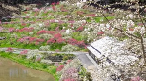 【恵那市串原】咲き誇るしだれ桃６００本カラフルに山里彩る『きねしだれ桃園』