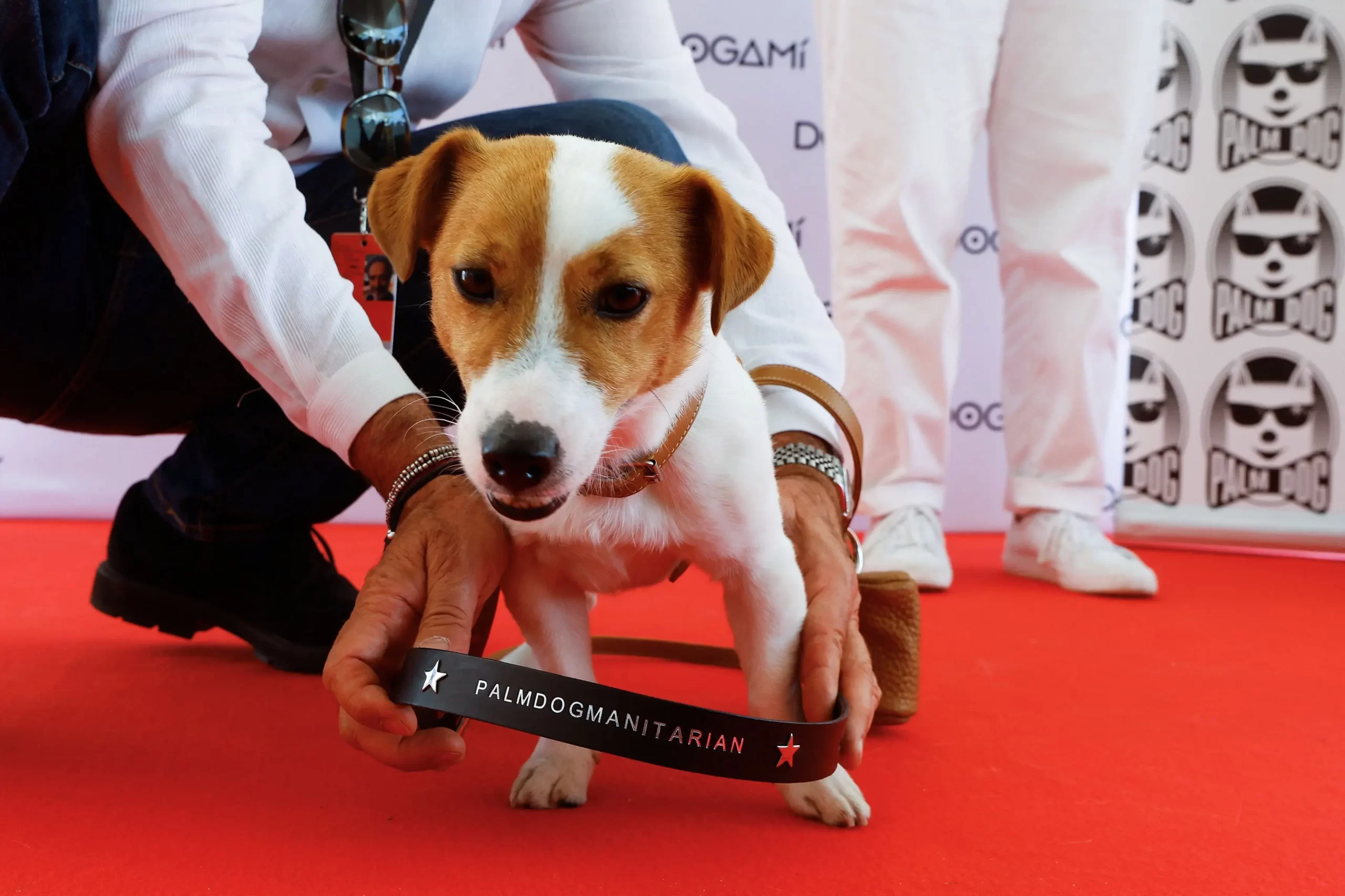 【爆発物発見で「パルムドッグ」】『ウクライナ探知犬にカンヌ特別賞』についてTwitterの反応