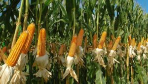 【今年は断念】『倉庫にはミサイル攻撃…トウモロコシ農家』【ウクライナ】についてTwitterの反応