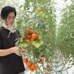 【ICT活用「植物工場」】『ランドセル製造の老舗がトマト栽培』についてTwitterの反応