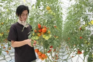 【ＩＣＴ活用「植物工場」】『ランドセル製造の老舗がトマト栽培』についてTwitterの反応