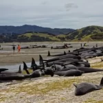 【黒海でイルカが大量死】『ロシア軍艦の低周波原因か』についてTwitterの反応