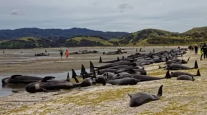 【黒海でイルカが大量死】『ロシア軍艦の低周波原因か』についてTwitterの反応
