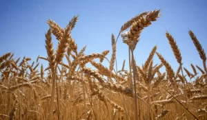 【ゼレンスキー大統領】『穀物輸出停滞で「深刻な飢饉」 ゼレンスキー氏』についてTwitterの反応