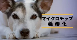 【6月1日からスタート】『飼い犬・猫へのマイクロチップ装着「悩む」飼い主』についてTwitterの反応
