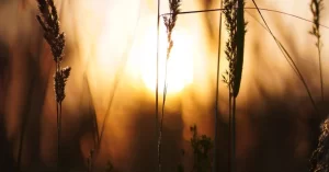 【ナショジオ】『世界的な食料危機が迫っている、ウクライナ侵攻で肥料が不足』についてTwitterの反応