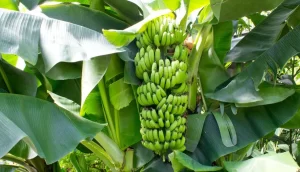 【物価の優等生】『バナナ値上げに協力して…フィリピン政府が小売業協会に異例の申し入れへ』について