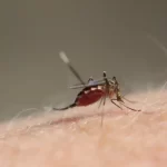 【専門家「伝染病のリスクが高まる」】『蚊が腕に止まったら…実はやってはいけないたたき方』についてTwitterの反応