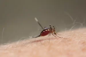 【専門家「伝染病のリスクが高まる」】『蚊が腕に止まったら…実はやってはいけないたたき方』についてTwitterの反応