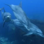 【イルカにかまれた】『福井の海水浴場で続発、けが人も　目撃女性「気が付くと横にいた」』についてTwitterの反応