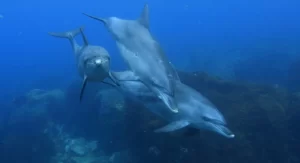 【イルカにかまれた】『福井の海水浴場で続発、けが人も　目撃女性「気が付くと横にいた」』についてTwitterの反応