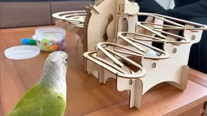 【可愛い！】『インコにピタゴラスイッチ風おもちゃを見せた結果……　鳴き声をあげて遊ぶ姿に「ノリノリっぷりが可愛い！」と反響』についてTwitterの反応