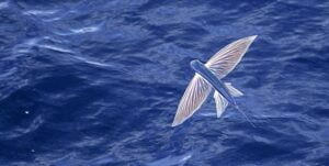 【細部まで美しい】『透き通った大きな胸びれ、青々とした胴体…「細部まで美しい」　夏の海に羽ばたく、トビウオの姿が話題に』についてTwitterの反応