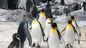 【ペンギンの生き残りに黄信号】『現代の気候変動に素早く適応できるか疑問』についてTwitterの反応