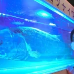 【深海の硬骨魚で世界最大】『全長2.5mのヨコヅナイワシ撮影成功』について