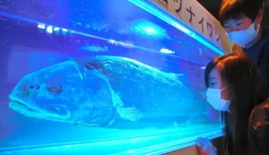 【深海の硬骨魚で世界最大】『全長2.5mのヨコヅナイワシ撮影成功』について