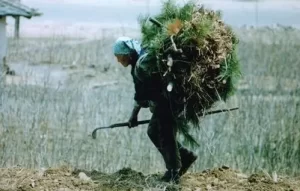 【北朝鮮】『コメ1万トンを輸入 中国から、調達拡大か』についてTwitterの反応