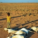 【世界食糧計画】『アフリカの角」で2200万人が飢餓に直面 WFP』についてTwitterの反応