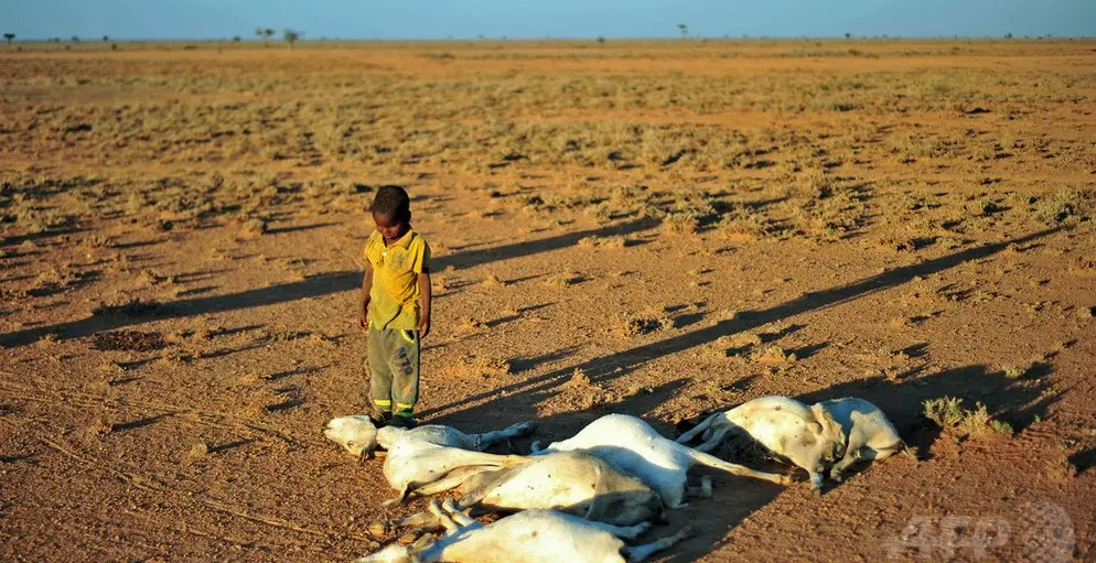 【世界食糧計画】『アフリカの角」で2200万人が飢餓に直面 WFP』についてTwitterの反応