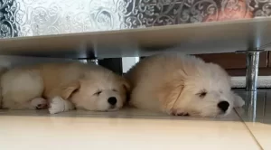 【多頭飼育崩壊】『劣悪な環境で…ボロボロながらも2匹の子犬を守り抜いた母犬　人間不信だったが懸命に世話→すっかり甘えん坊に』についてTwitterの反応