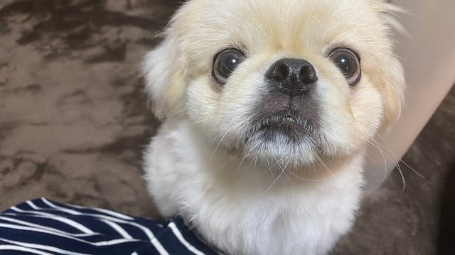 『「スタバ買うと必ず舐める」犬さん、なぜ!? 「目がッw」「妖怪カップなめなめ」』についてTwitterの反応