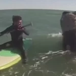 【アルゼンチン沖で珍事】『恐怖の1時間!? 巨大クジラ12頭に囲まれたパドルボードの男たち』についてTwitterの反応