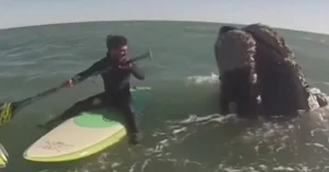 【アルゼンチン沖で珍事】『恐怖の1時間!? 巨大クジラ12頭に囲まれたパドルボードの男たち』についてTwitterの反応
