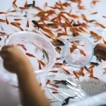 【縁日の金魚を死なせないコツ】『生存率を左右するのは「最初の夜」　専門家が伝授』についてTwitterの反応