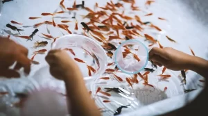 【縁日の金魚を死なせないコツ】『生存率を左右するのは「最初の夜」 専門家が伝授』についてTwitterの反応